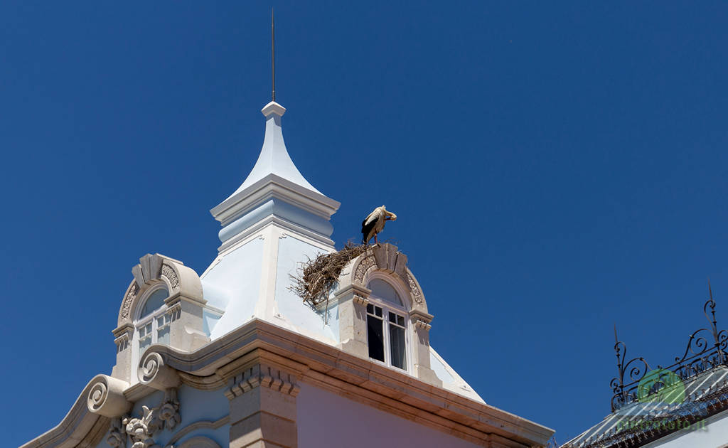 White stork on the top of a house