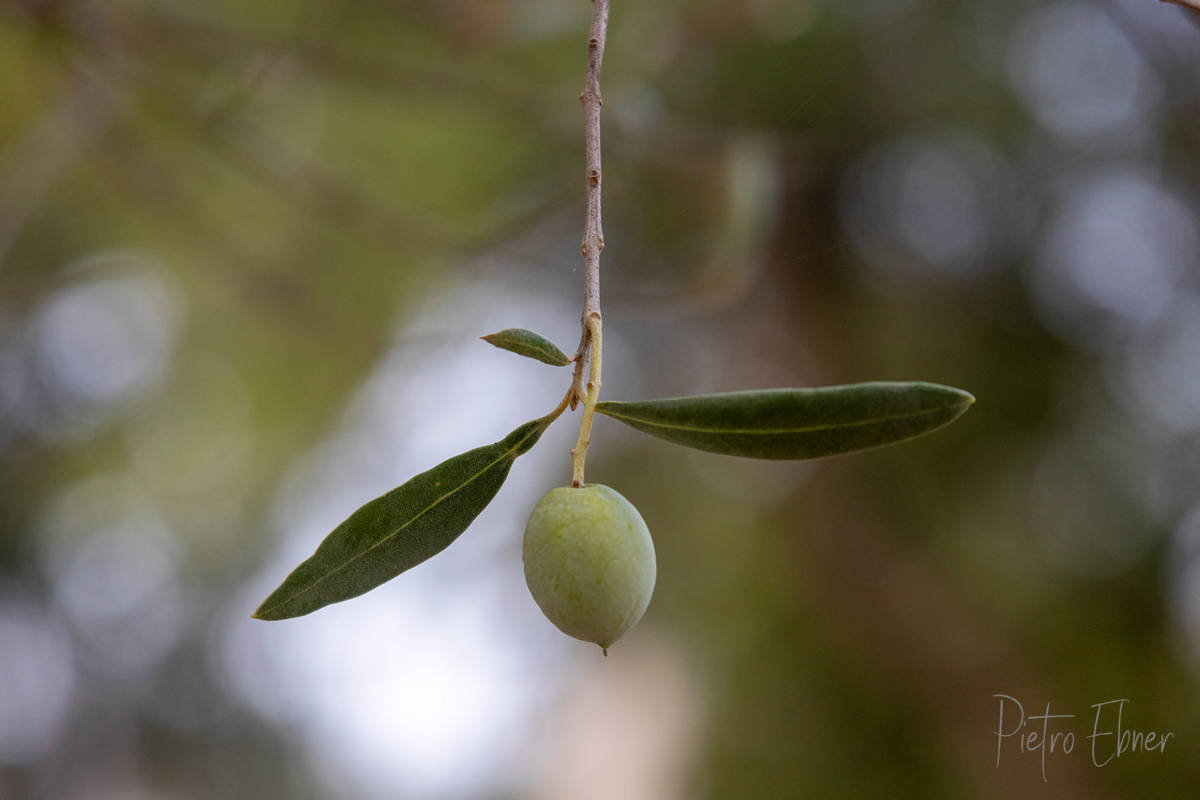 La raccolta dell olio