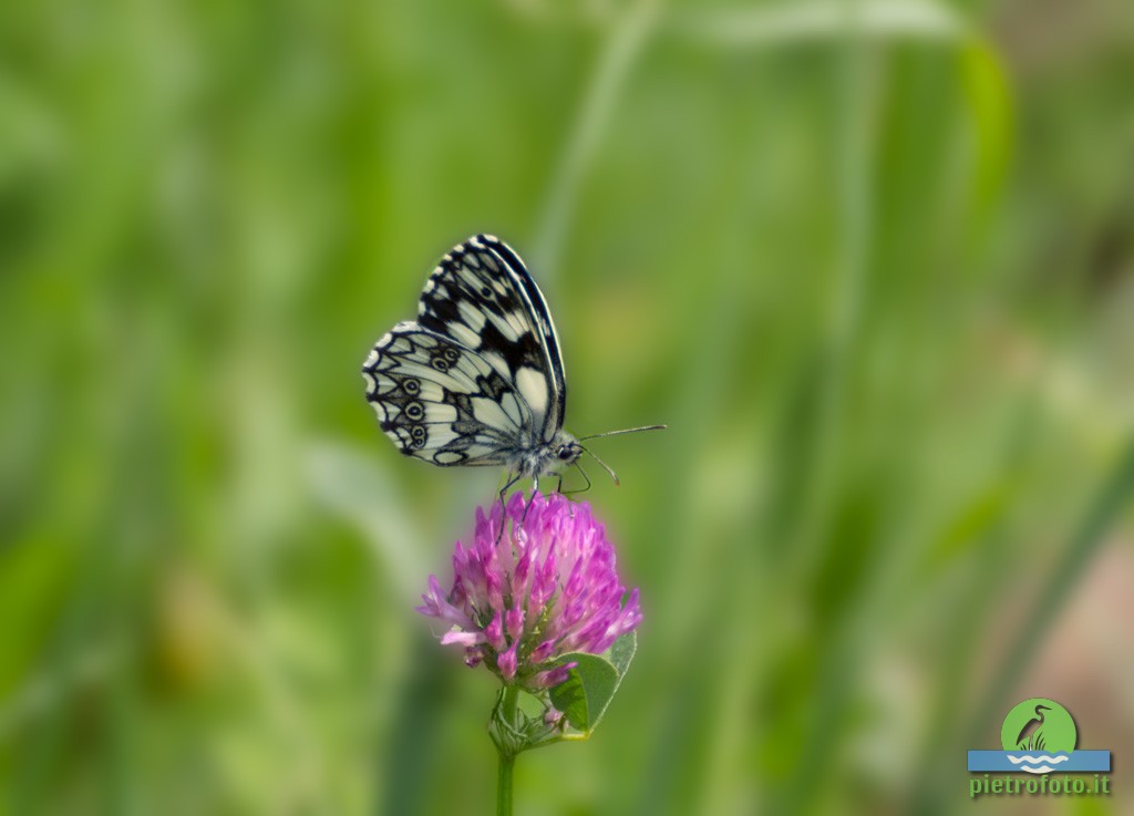 Marbled white