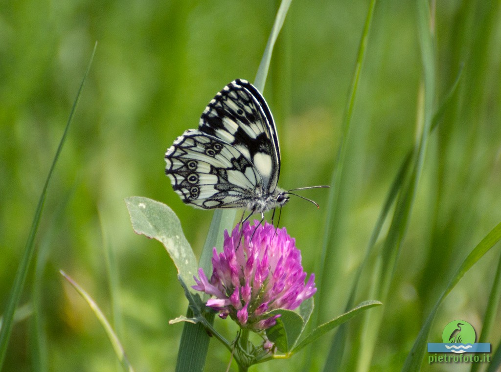 Marbled white