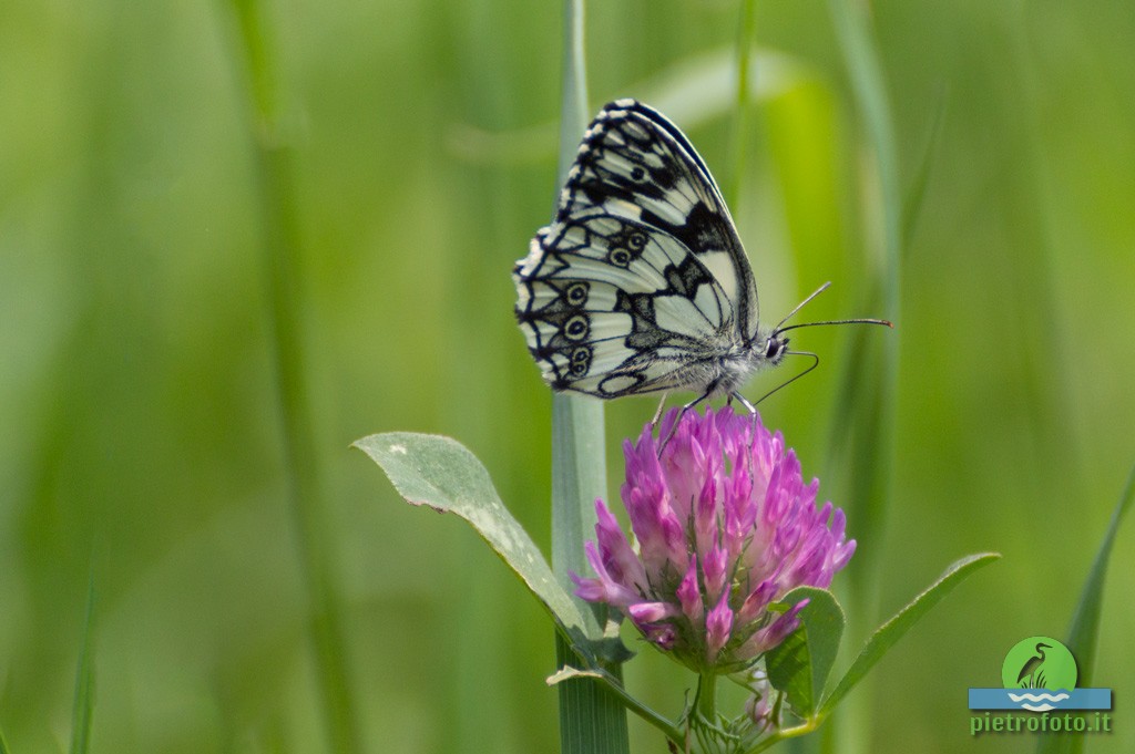 Marbled white