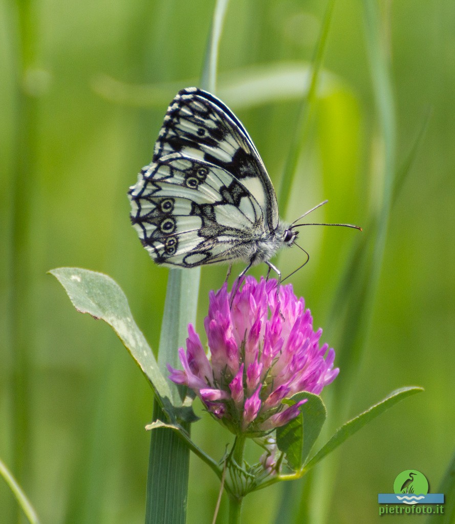 Marbled white