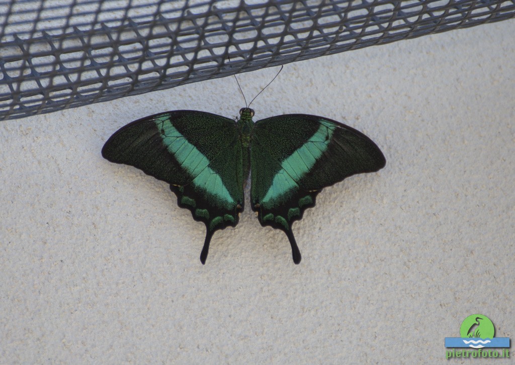 Papilio palinurus