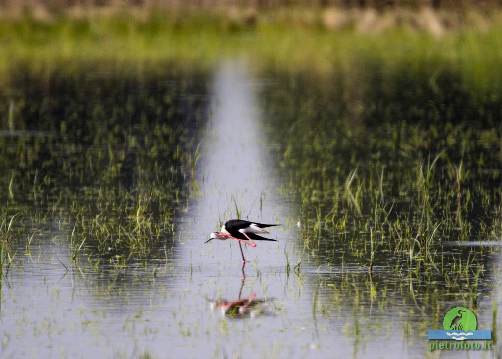 Black winged stilt