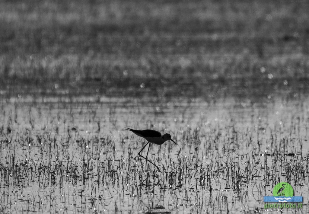 Black winged stilt