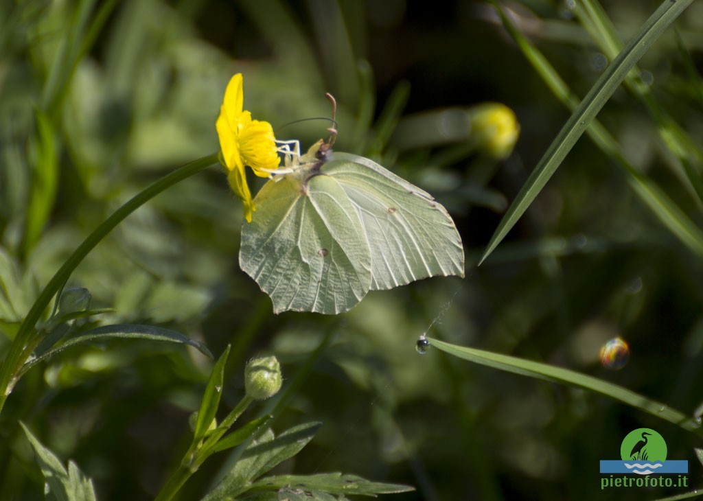 Gonepteryx rhamni