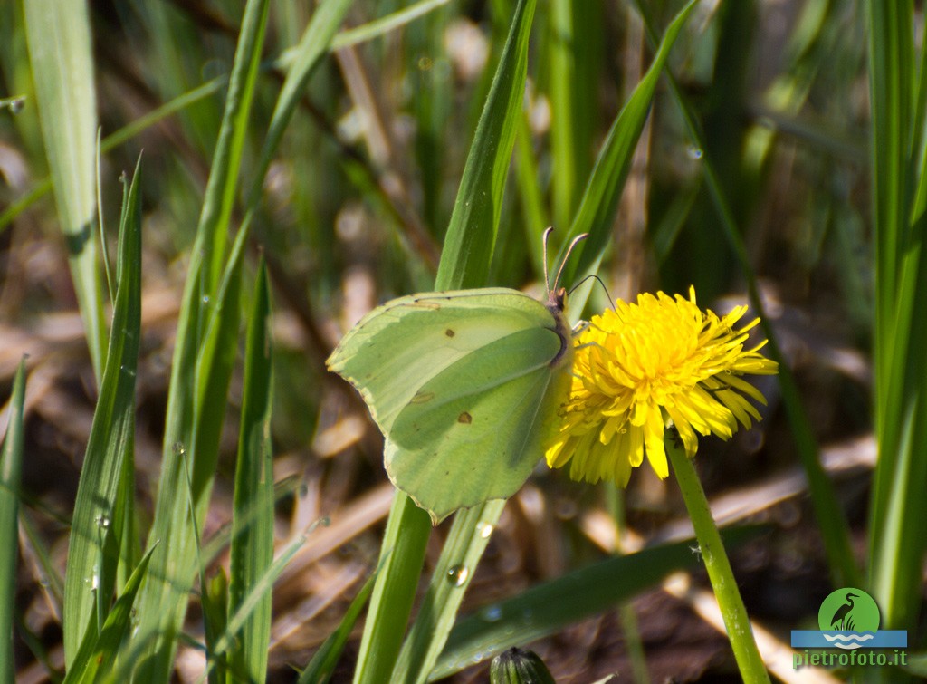 Gonepteryx rhamni