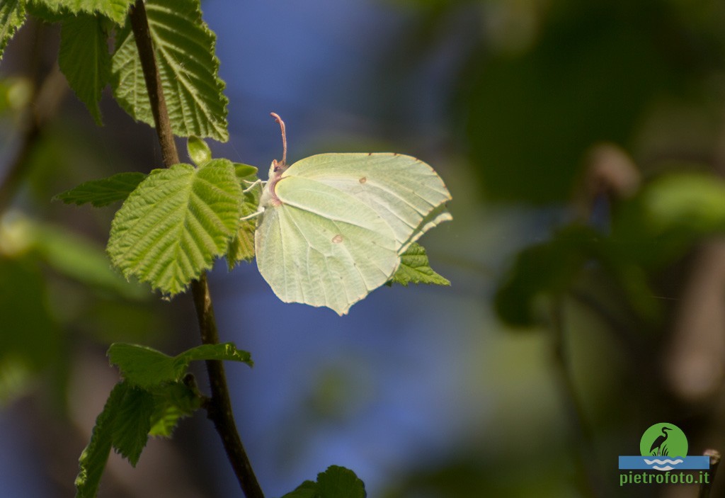 Gonepteryx rhamni