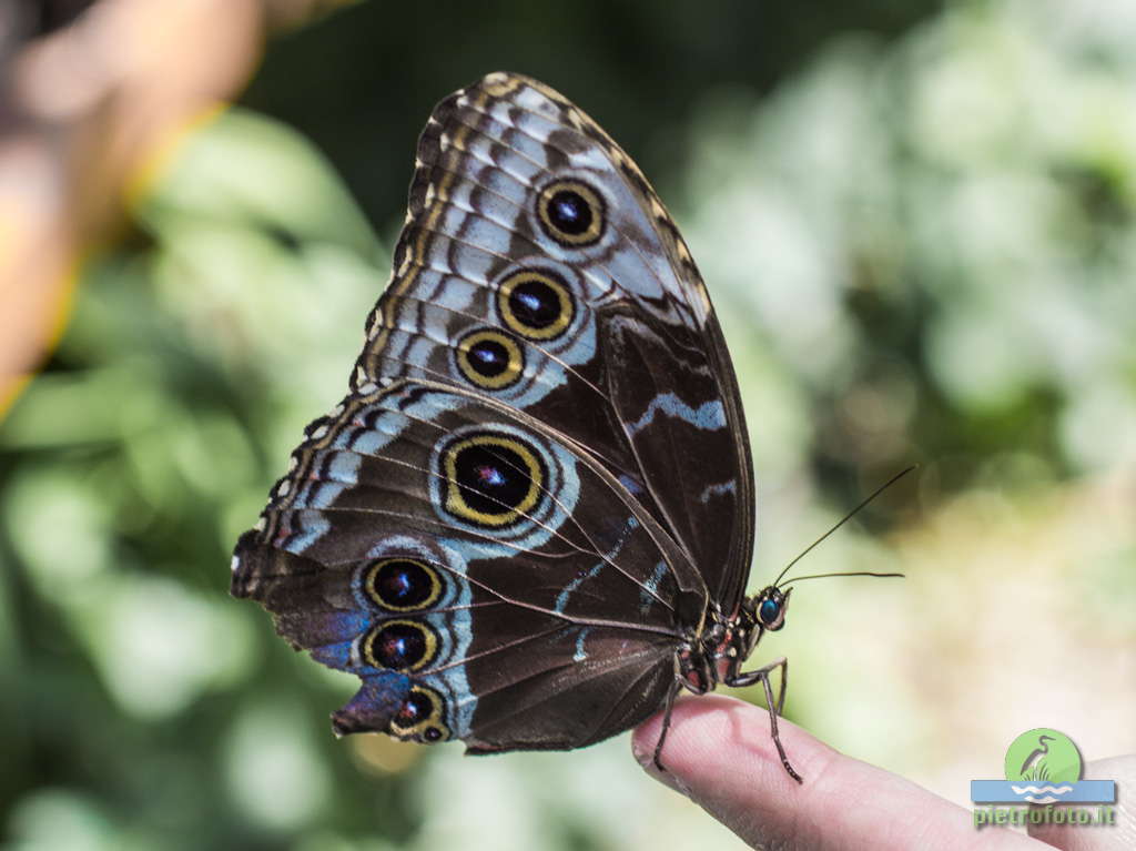 Morpho Peleides