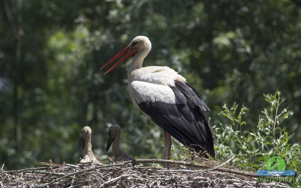 White stork with chicks