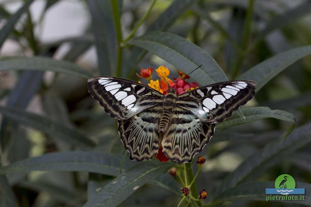 Clipper butterfly - Parthenos sylvia