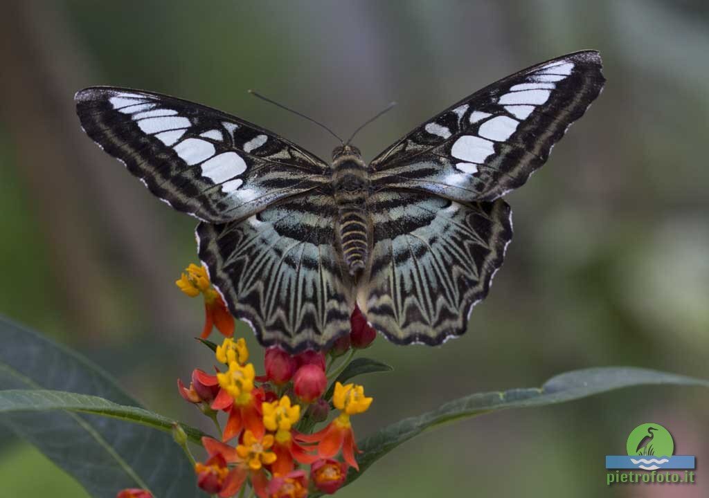 Clipper butterfly - Parthenos sylvia