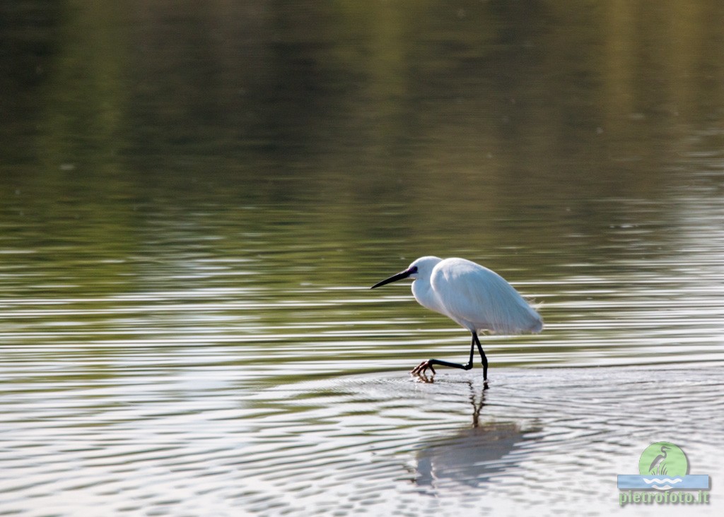 little egret