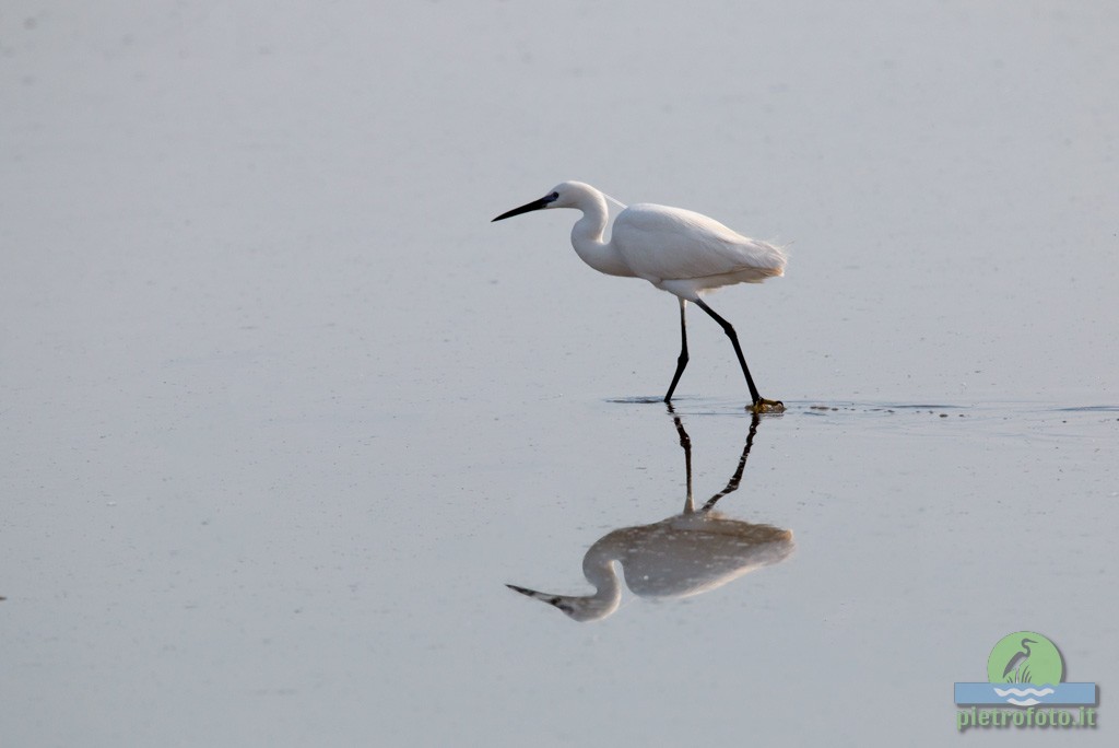 little egret