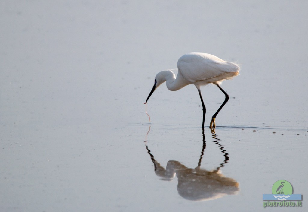 little egret