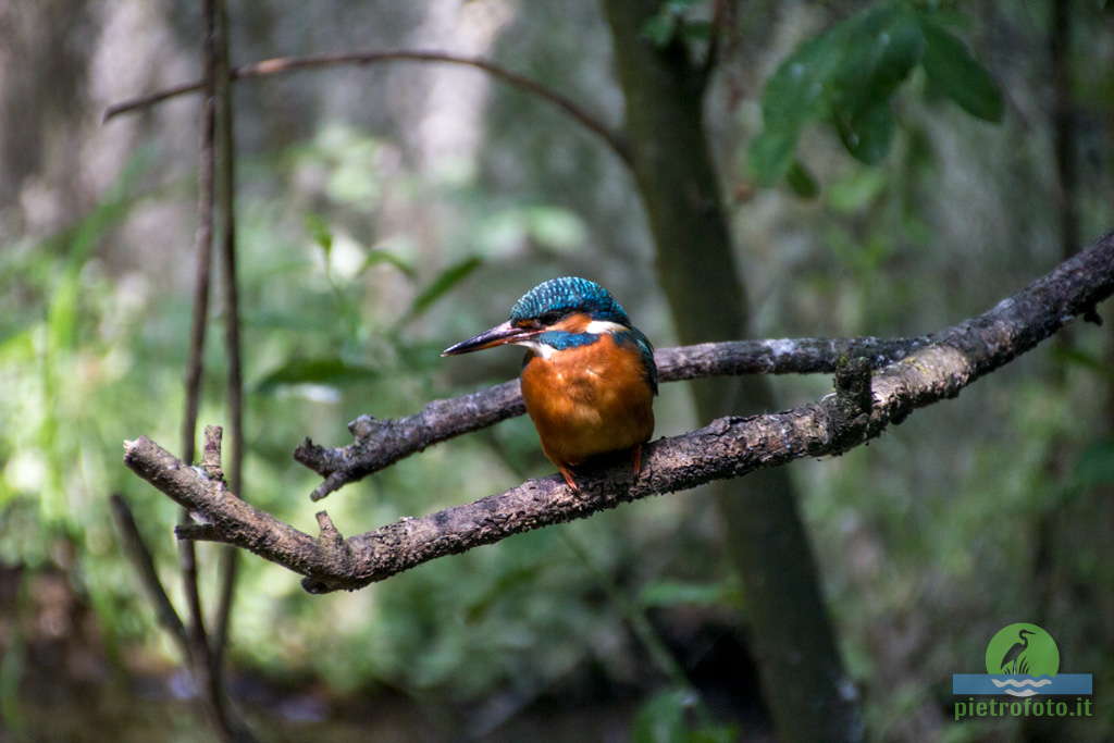 Kingfisher