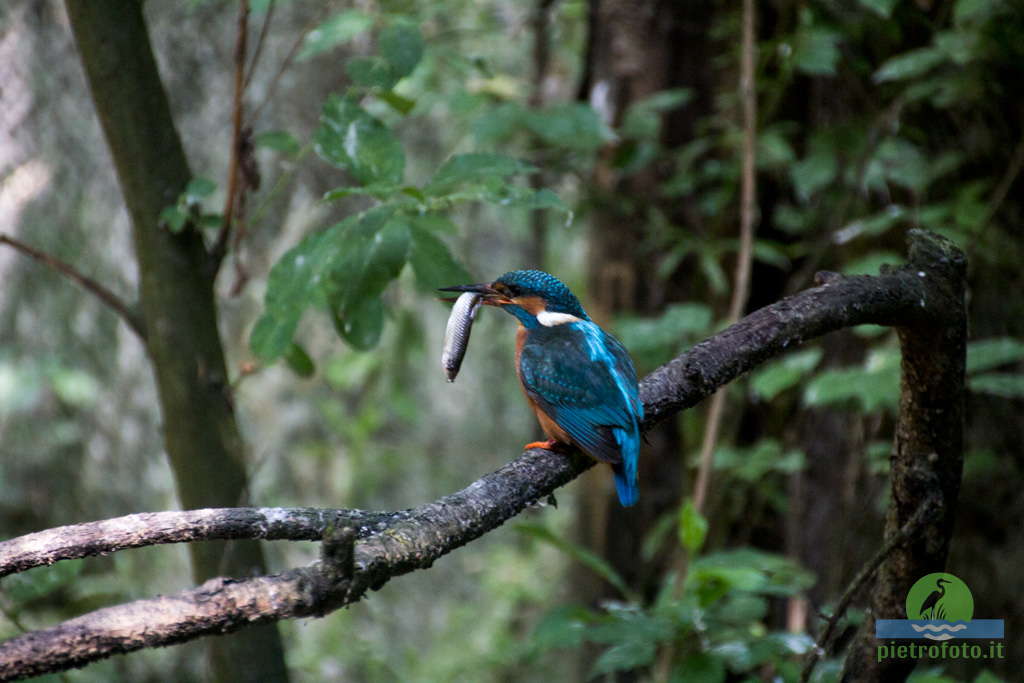 Kingfisher