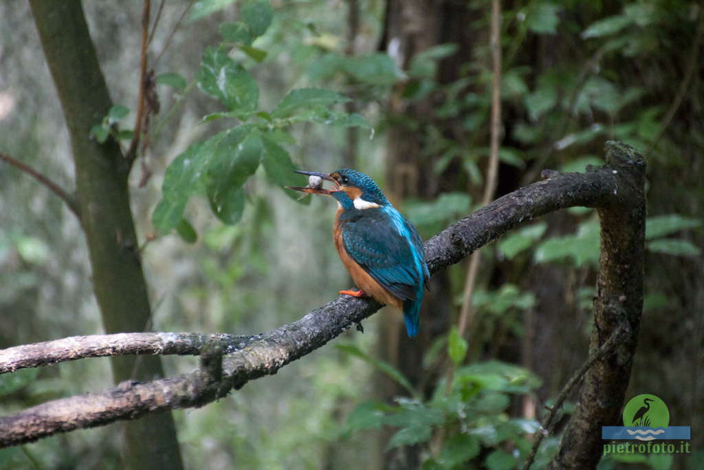 Kingfisher