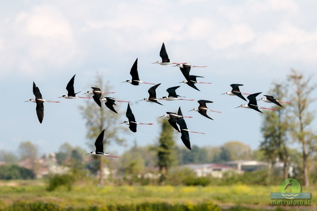 Black winged stilt