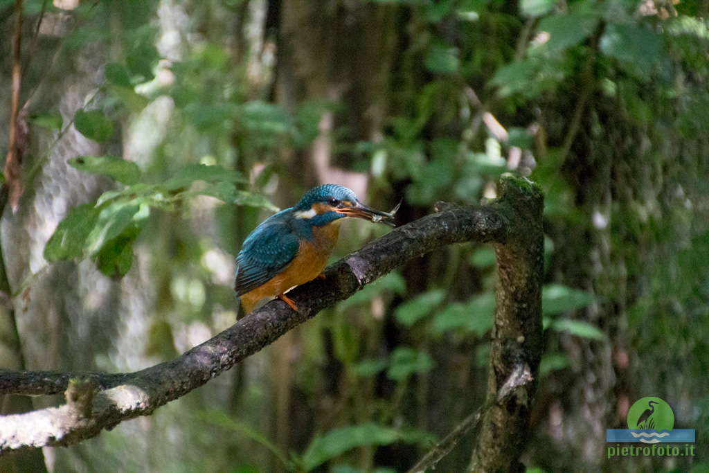 Kingfisher