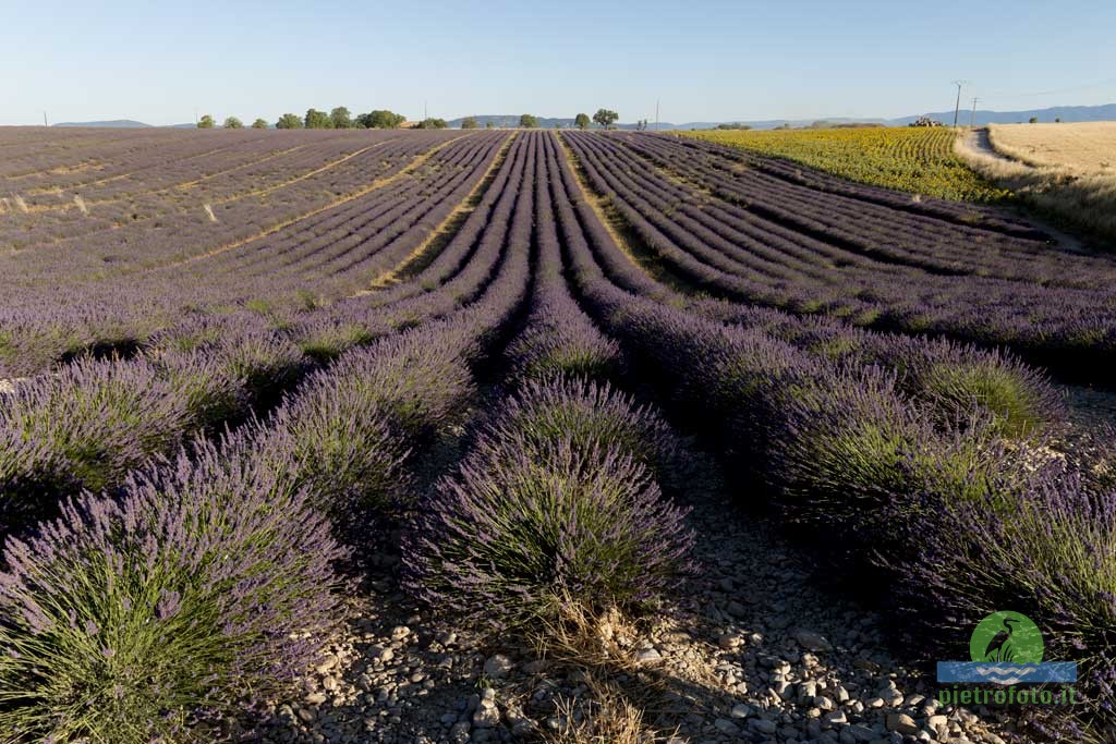 Lavender fields in Provence