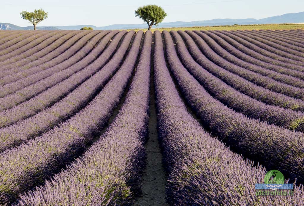 Lavender fields in Provence