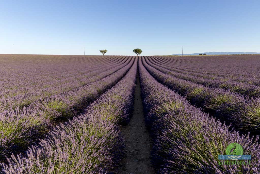 Lavender fields in Provence
