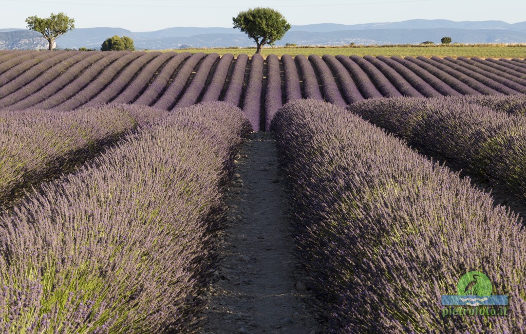 Lavender fields in Provence