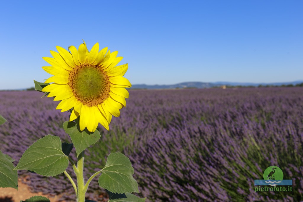 Lavender fields in Provence