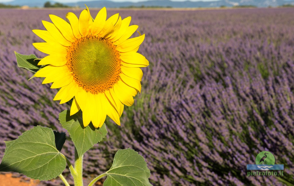 Lavender fields in Provence