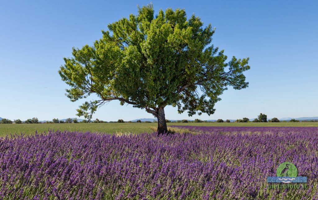 Lavender fields in Provence