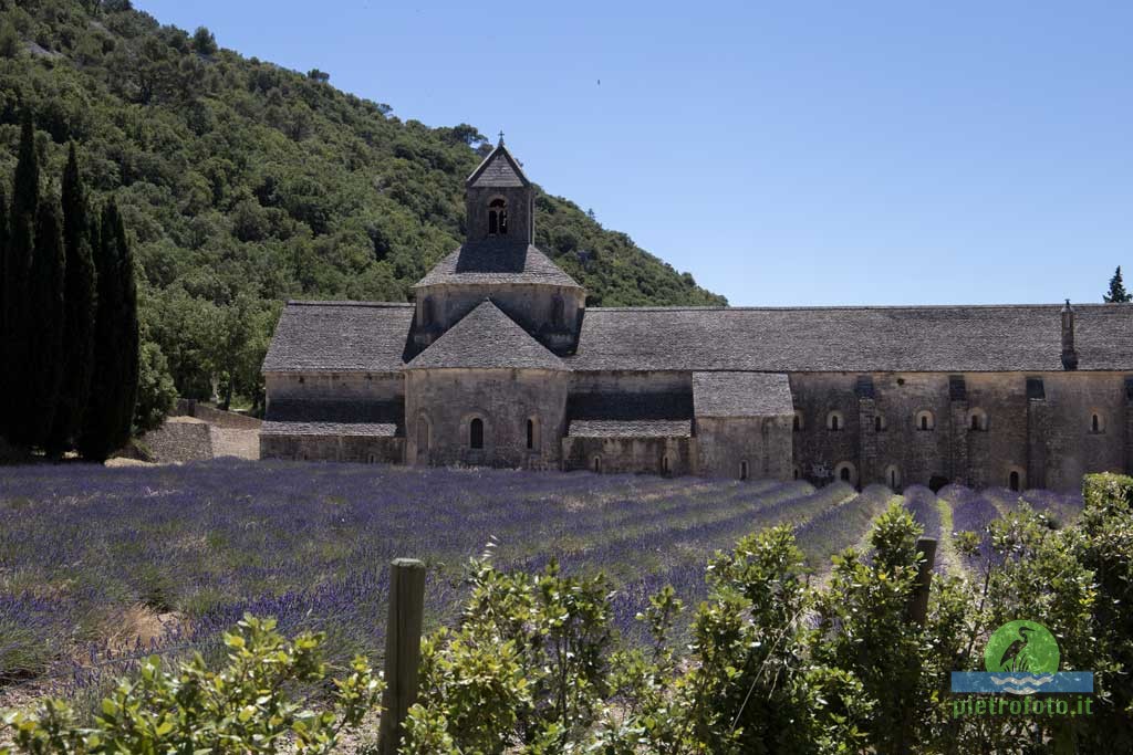Lavender fields in Provence