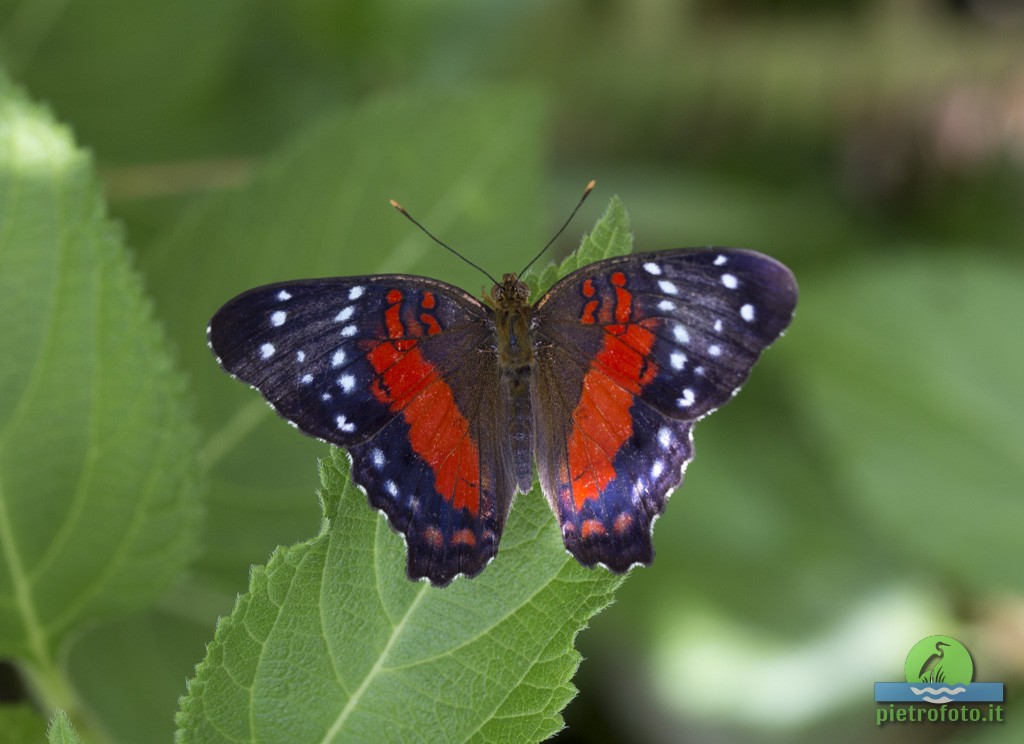 Brown peacock