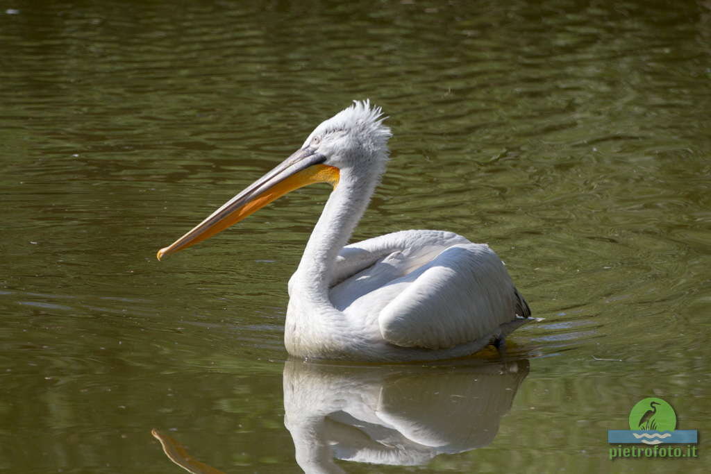 Pelican