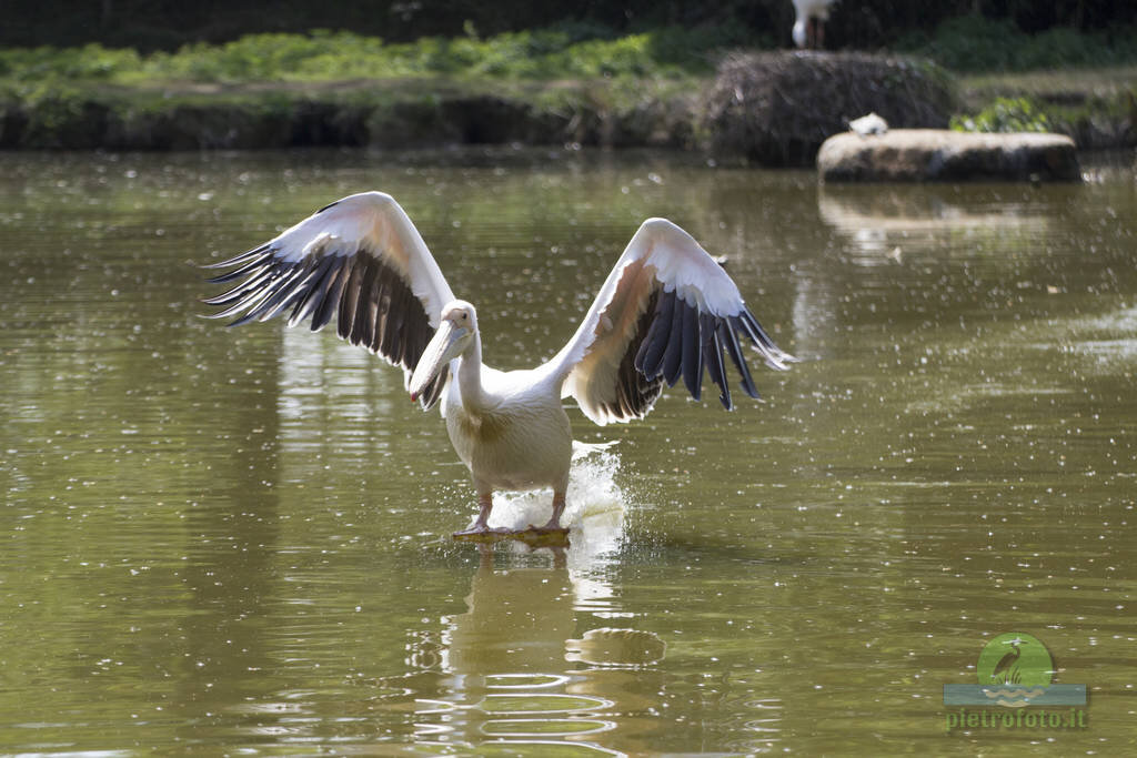Pelican