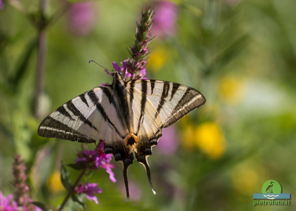 Scarce swallowtail butterfly