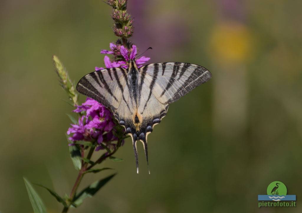 Scarce swallowtail