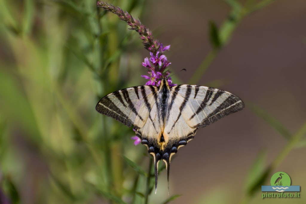 Scarce swallowtail