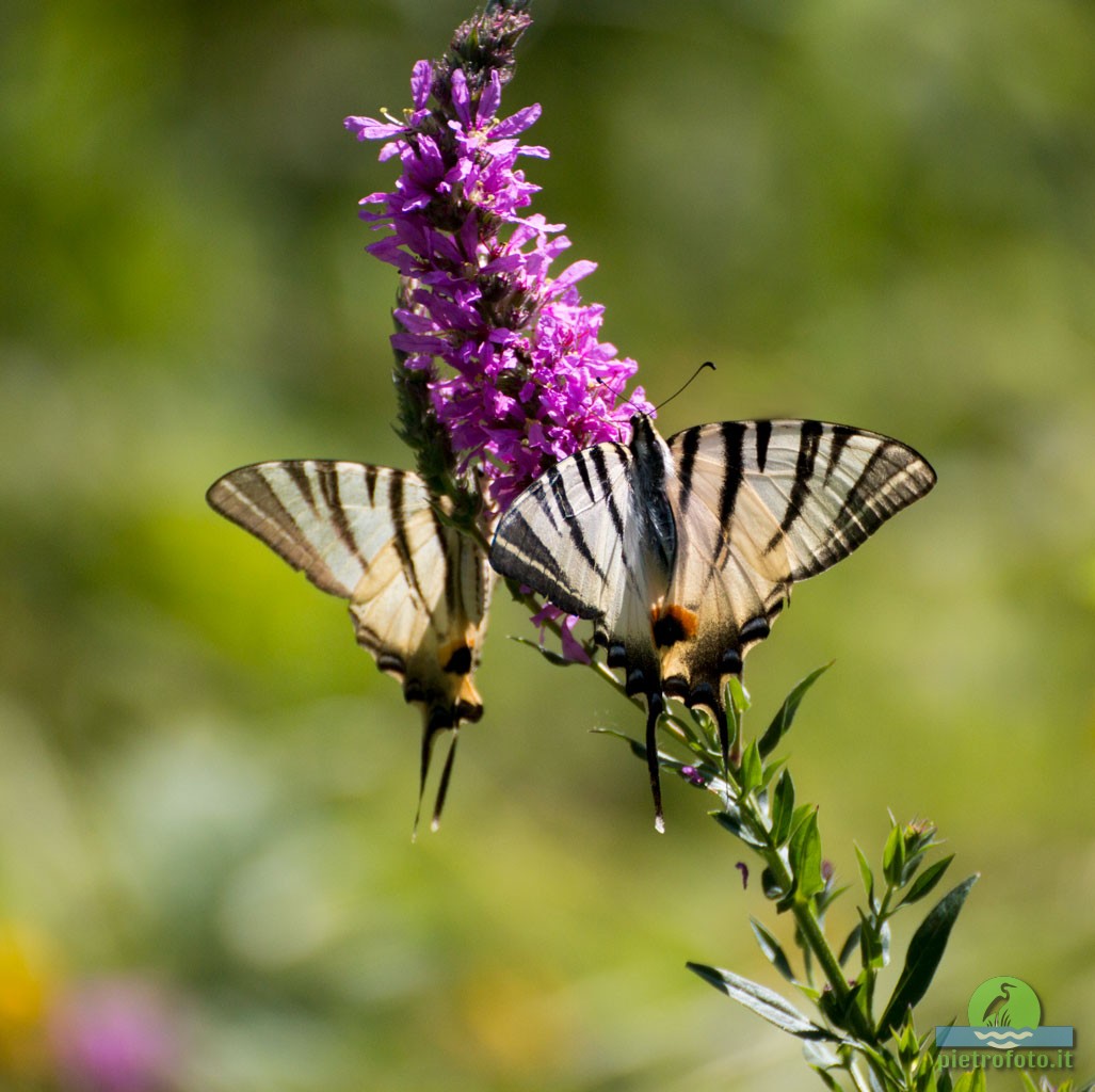 Scarce swallowtail