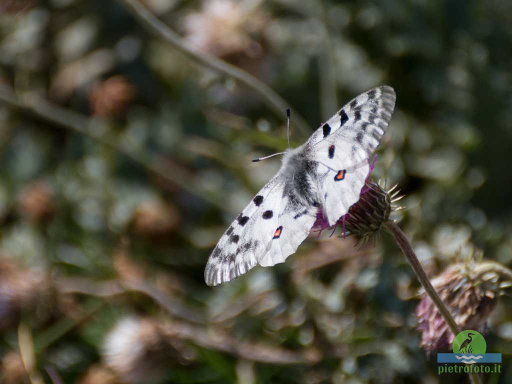 Parnassius Apollo