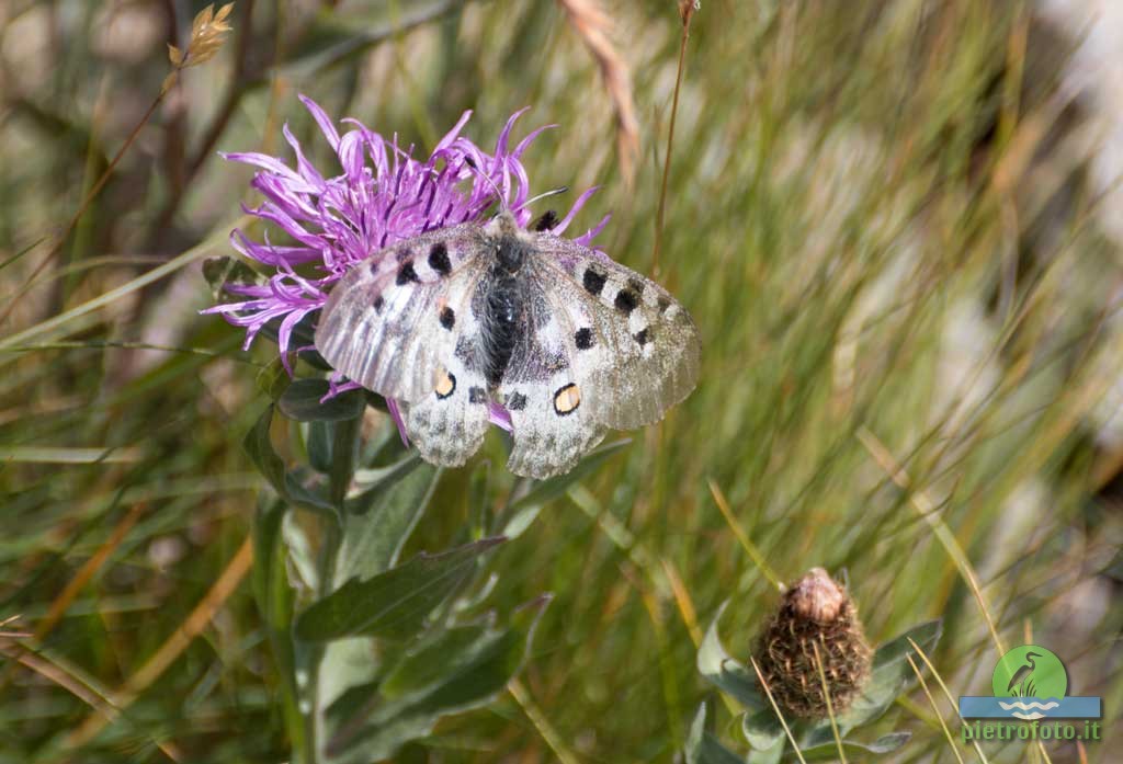 Parnassius Apollo