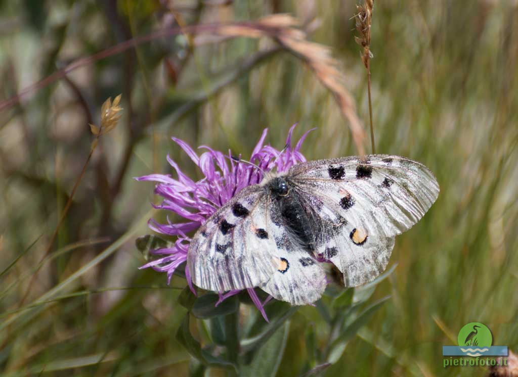 Parnassius Apollo