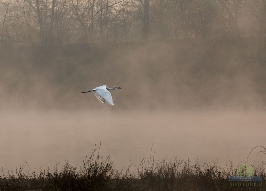 Little egrer in the fog