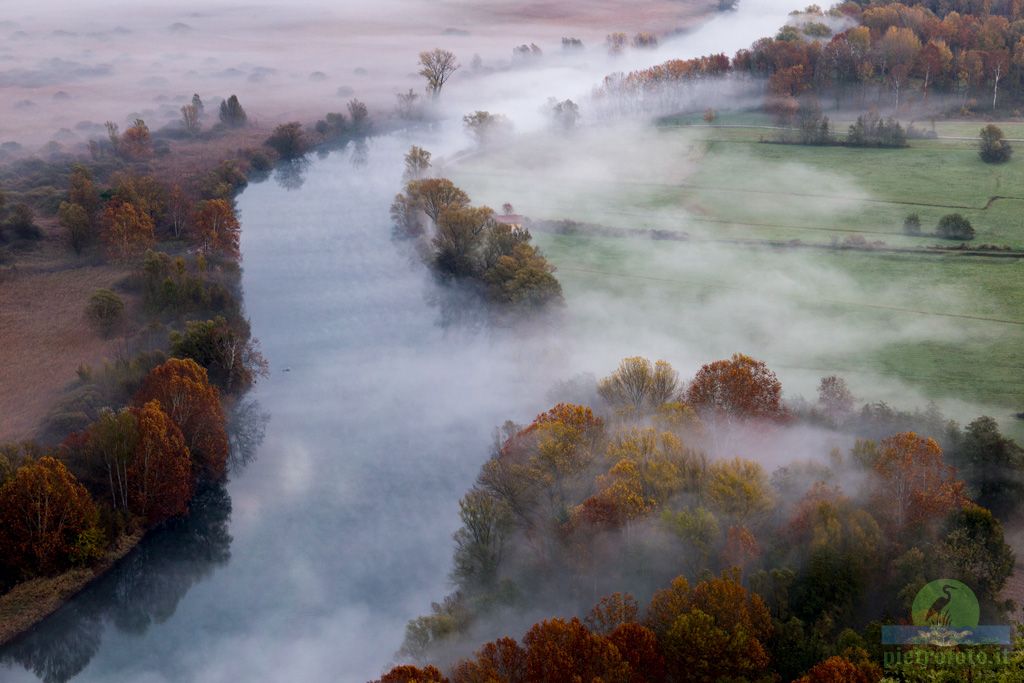 Trees in the morning mist