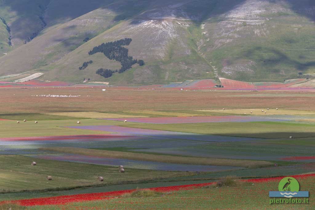 La fioritura di Castelluccio di Norcia