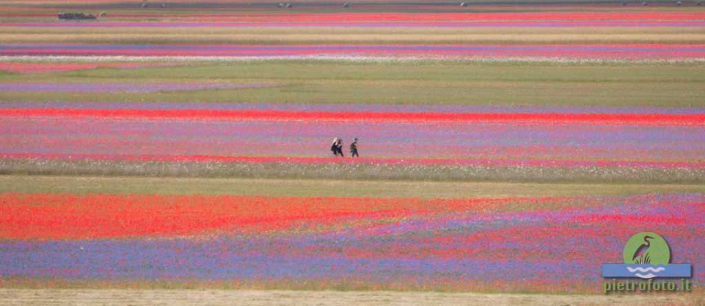 La fioritura di Castelluccio di Norcia