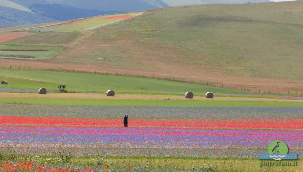 La fioritura di Castelluccio di Norcia