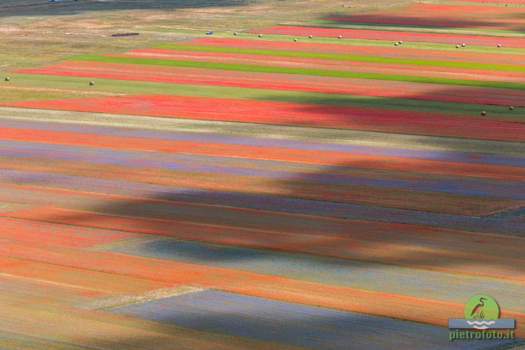 La fioritura di Castelluccio di Norcia