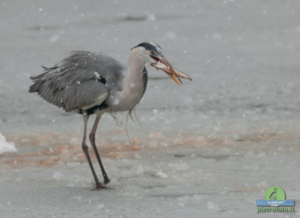 Gray heron