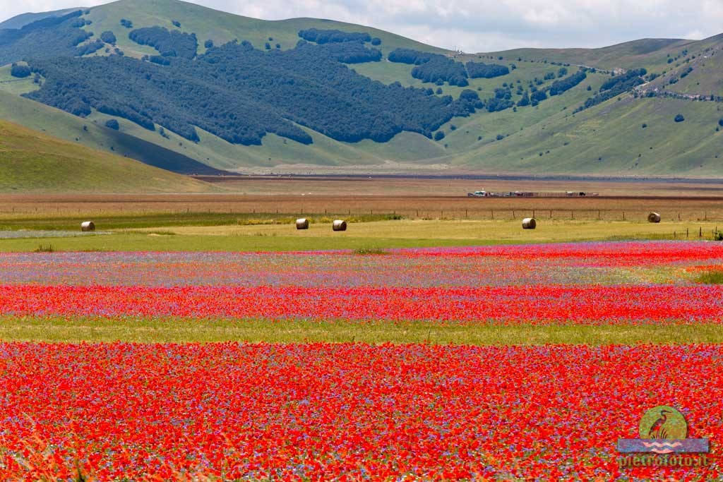 La fioritura di Castelluccio di Norcia